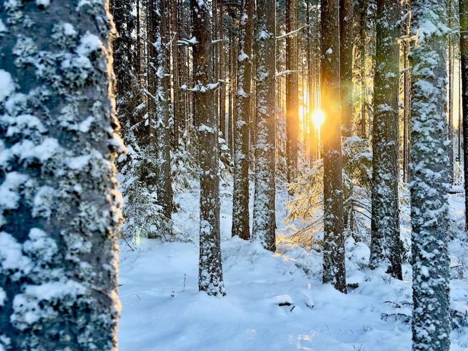 Willa Langroesta; Ruime Blokhut Grenzend Aan Bos Hagfors Zewnętrze zdjęcie